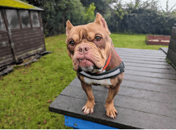 RSPCA centre launches initiative to support animals in need of care 