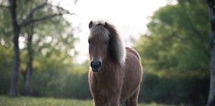 Meet the horses and ponies living at Upacott Park