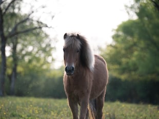 Meet the horses and ponies living at Upacott Park