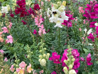 Gardening with Martin Pallett: Autumn can be a busy time