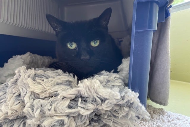 Coco Puff will give you unlimited love in return for yours (Picture: RSPCA Cornwall)