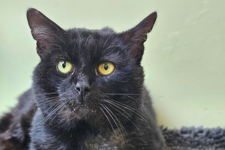 Adopting Salem will leave you bewitched by the love you'll get in return. (Picture: RSPCA Cornwall)