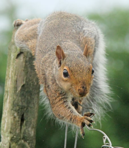 Squirrel's high wire act