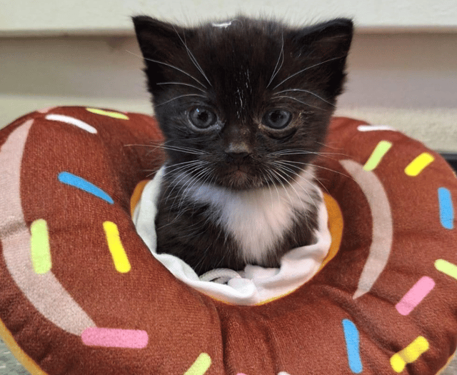 Animal charity 'devastated' after special kitten Donut dies suddenly 