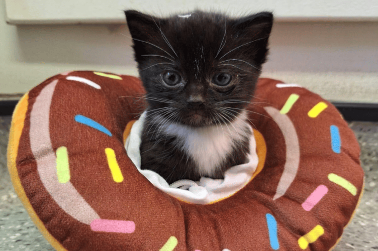 Donut, a blind kitten who was in the care of the National Animal Welfare Trust (Picture: NAWT)