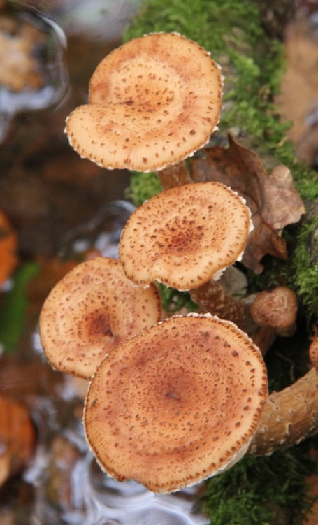 Shaggy pholiota
