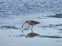 Endangered Dartmoor Curlews’ epic journey for winter sun