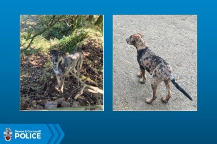 Pictures of Koda issued by Devon and Cornwall Police.