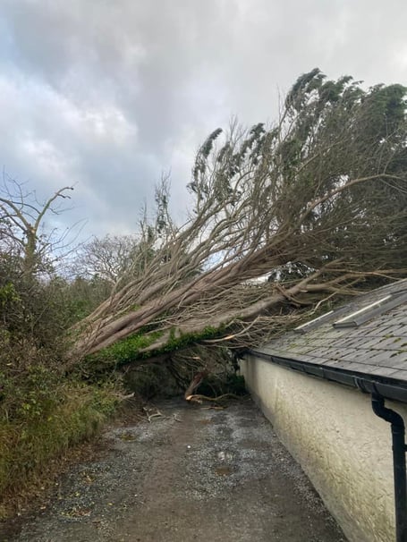 A Fallen tree in Poughill (Picture: Jason Turner)