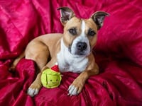 RSPCA say animal neglect incidents on the rise in Cornwall