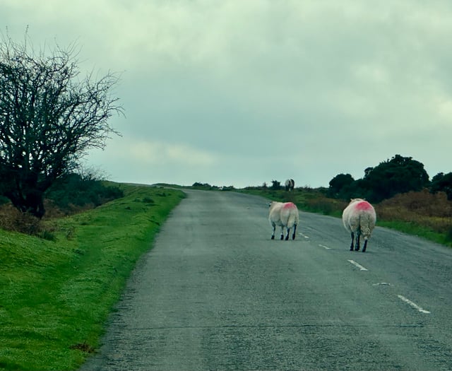 Police to raise awareness of dog control across Bodmin Moor