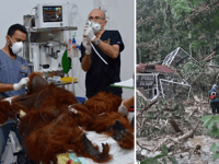 Vets launch emergency mission to save Orangutans in Sumatra