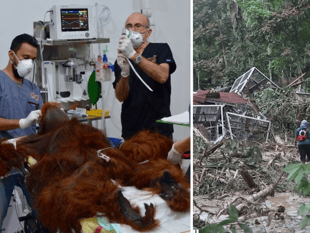 Vets launch emergency mission to save Orangutans in Sumatra