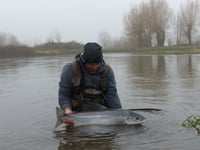 New rules in place to protect salmon
