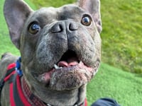 RSPCA calling for compassionate foster volunteers to come forward 