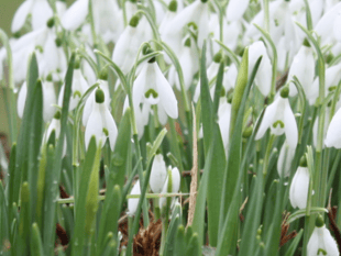 Essence of Tamar Valley to be captured in 30 Nature Notes this year