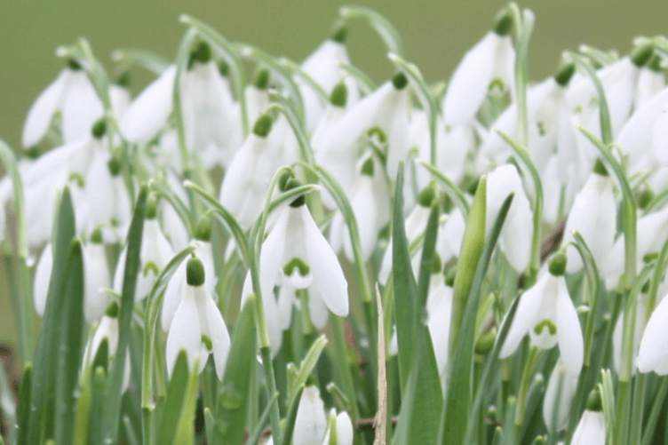 The nature of the Tamar Valley is to be captured in 30 Nature Notes from observations including photos, videos or drawings which can be submitted to charlotte.dancer@cornwall.gov.uk. (Picture: Tamar Valley National Landscape.