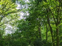 Forest for Cornwall celebrates 1.6 million trees planted