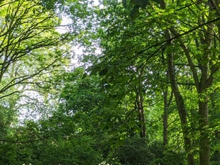 Residents in Cornwall encouraged to get their hands on a free tree