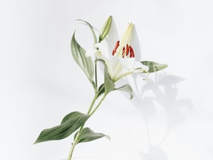 Obituary of Rachel Louise Davey