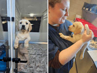 First guide dog puppy of 2025 arrives in South West 