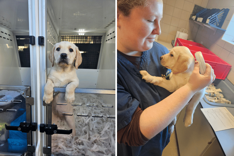 South West first guide dog puppy 2025