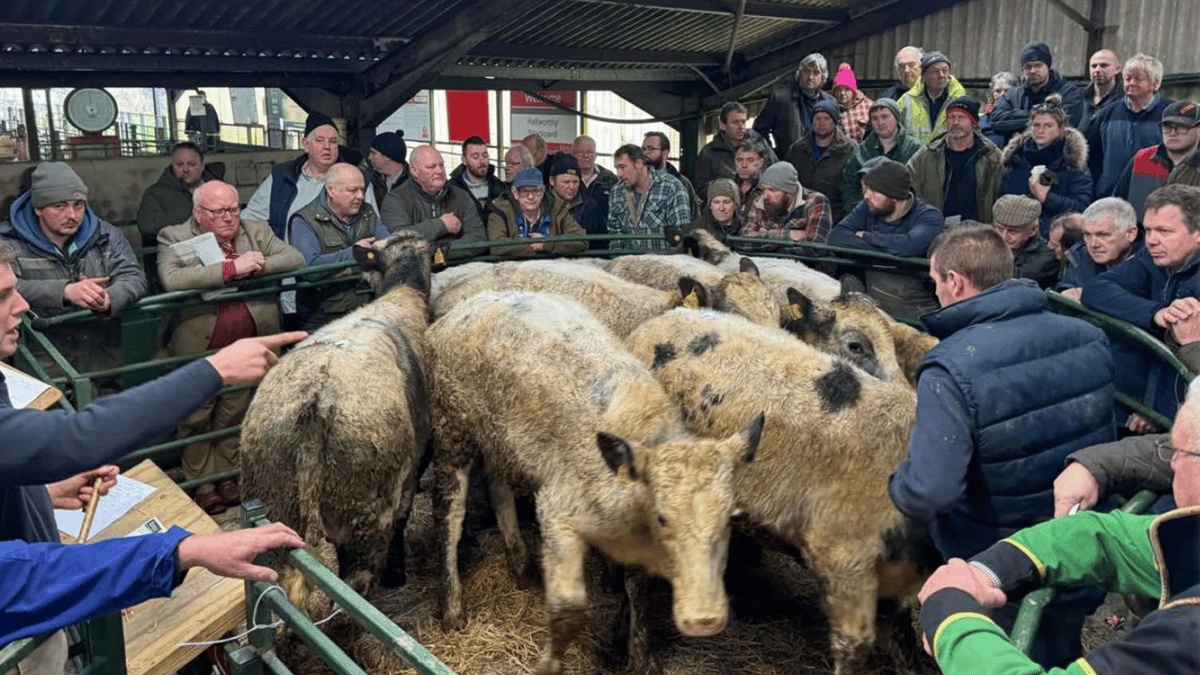 Hallworthy Market Report: Thursday, January 16 | holsworthy-today.co.uk