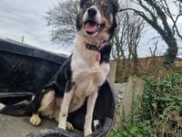 Miracle recovery for Wadebridge dog injured after being hit by car