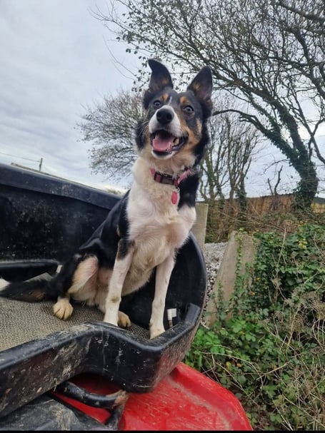 Three-year-old Border Collie Pearl. Photo released January 24 2025. A vet rebuilt a sheepdogs mouth after her jaw was virtually smashed off in a hit-and-run  by performing a root canal.Three-year-old Border Collie Pearl was rushed to a vet after a car ploughed into her on a country road.Pearl suffered horrific facial injuries which left he upper jaw hanging off her face.Graphic photographs show the poor pooch after she was taken to Linnaeus-owned Cave Veterinary Specialists, in West Buckland, Somerset.
