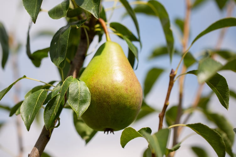 The Cornishgold pear from Launceston