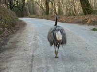Bodmin Police share delight after having luck 'catching them Rheas' 