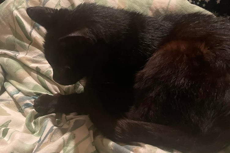 Cuddles with Colin the Cat after his safe return. (Picture: Cllr Leigh Frost)