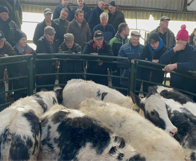 Hallworthy Livestock Market Report: Thursday, February 13