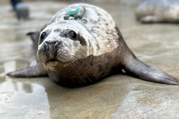 Rehabilitated seal pup JP has travelled over 600km since his release form the Cornish Seal Sanctuary