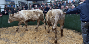 Hallworthy Livestock Market Report: Thursday, February 20