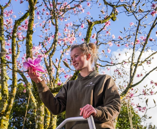 Spring has arrived according to folklore as 50 magnolia blooms appear 
