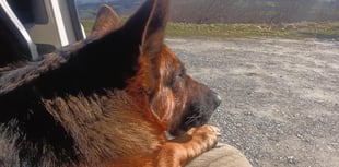 Van lifer appeals for understanding 