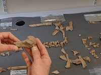Mystery of medieval remains of man uncovered by experts