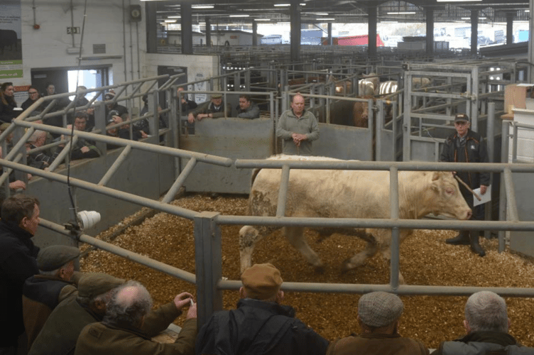 Top price on the day was £2460 for a 19mth Charolais from
Messrs G & W Bowden, Black Torrington.