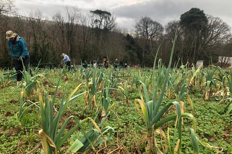 Volunteers from Gleaning Cornwall helping to address food poverty in the county