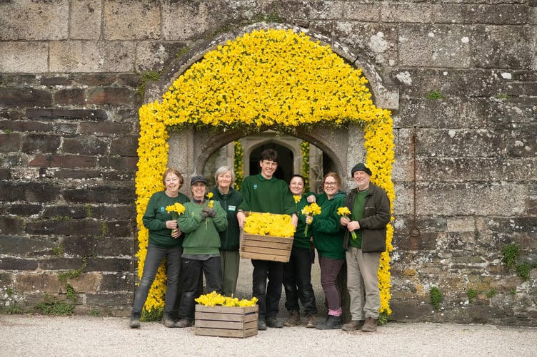 Staff and volunteers complete the daffodil arch at Cotehele in Cornwall.