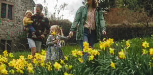 Dancing daffodils draw record breaking crowds to Cotehele