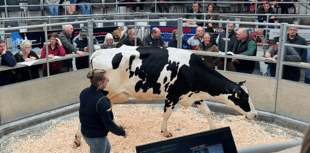 Holsworthy Livestock Market Report: Wednesday, March 26