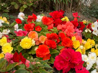 Gardening with Martin Pallett: Making progress takes time
