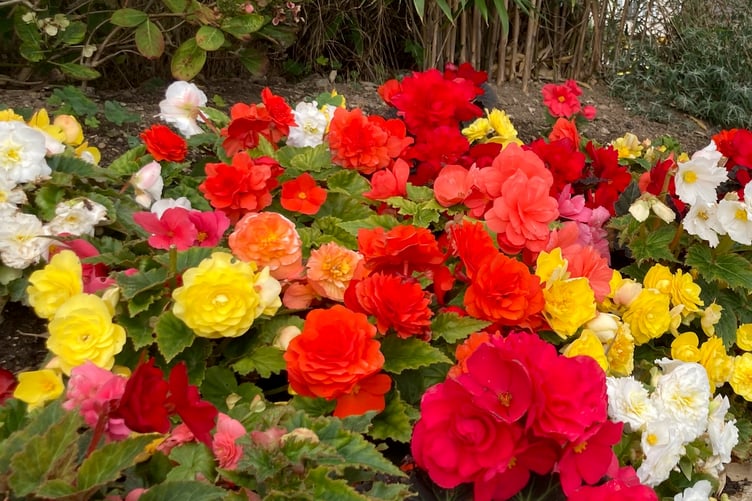 The best gardens are not realised instantly. Picture: Andrew Townsend