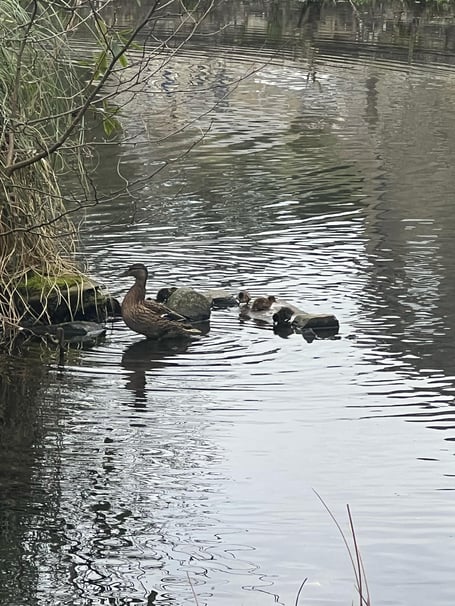 Ducklings at Priory Park in Bodmin. (Picture: Bodmin Town Council)