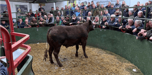 Hallworthy Livestock Market Report: Thursday, March 27