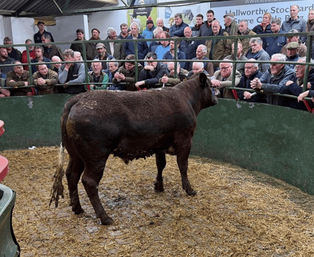 Hallworthy Livestock Market Report: Thursday, March 27