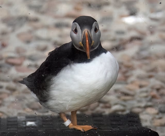 A rare glimpse of winter puffin plumage at the Cornish Seal Sanctuary