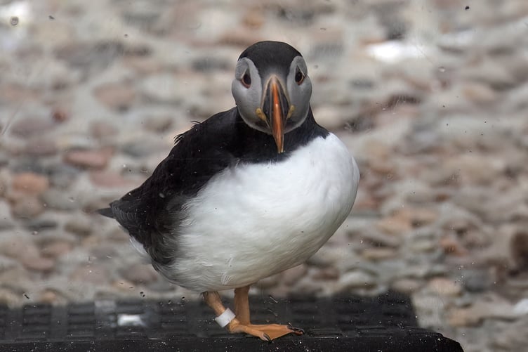 Puffins typically spend the colder months far out at sea, meaning their winter beaks are almost never seen by the public